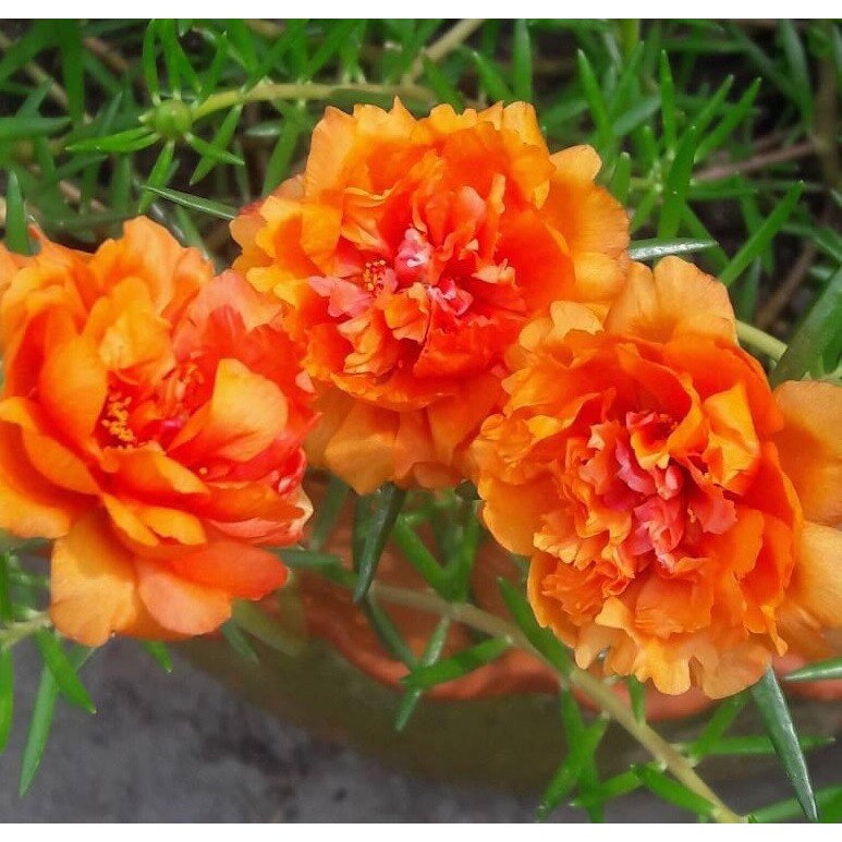 Hạt Giống Hoa Mười Giờ Kép F1 Loại mix nhiều màu dễ trồng hoa nở đẹp [ Gói 50gram,100gram,200gram]