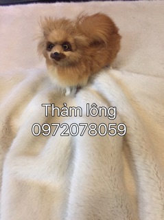 Thảm lông thú chụp hình Kem dày