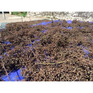 1kg Hạt mắc khén - Gia vị Tây Bắc