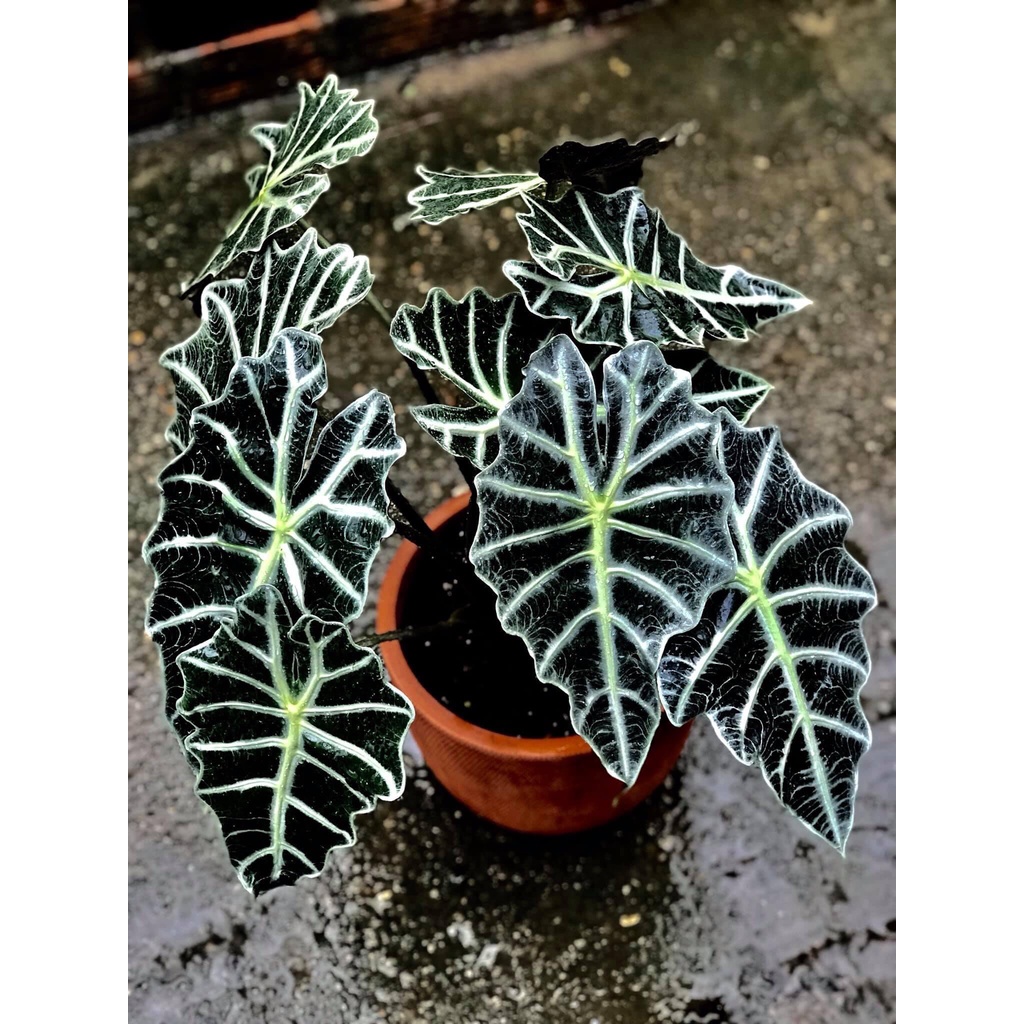 Phân tan chậm thông minh 150g Rynan 220 NPK 12-12-20 dùng cho các loại hoa cây trồng kiểng lá cây ăn quả