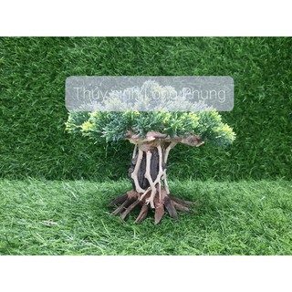 Lũa Bonsai Nấm Tùng hồ cá ( nhiều size )