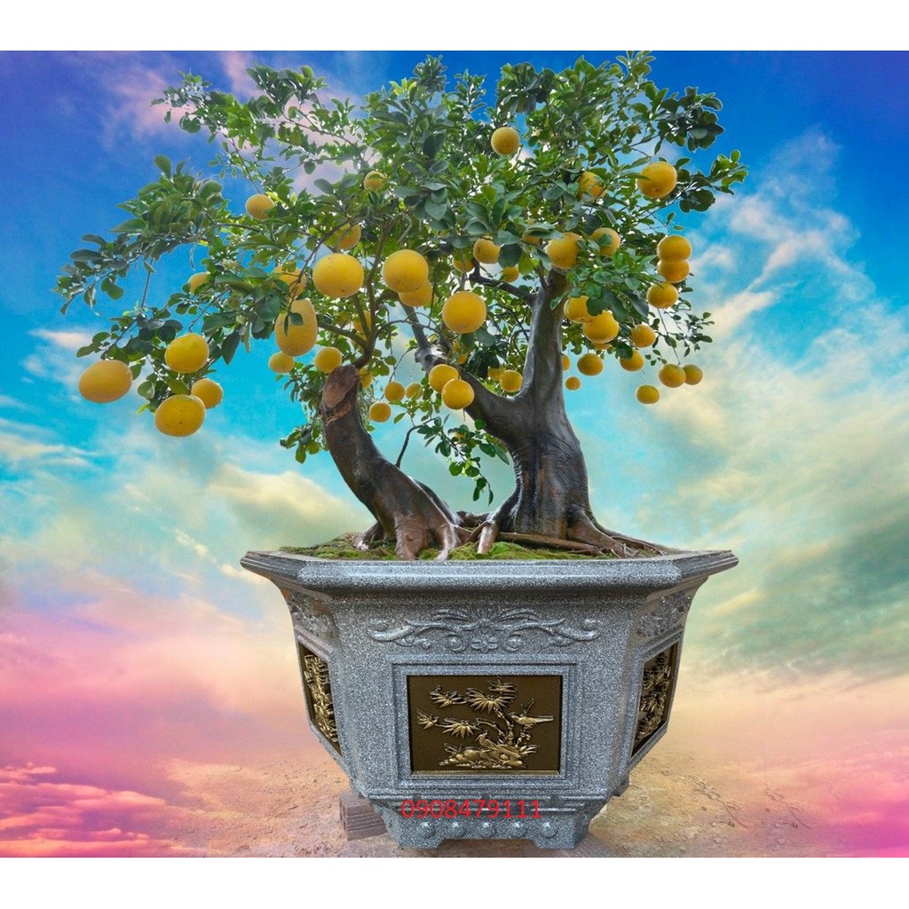 Khuôn Đúc Chậu Cảnh ABS Lục Giác 70 Cao 50 cm mẫu Trúc Cúc Mai, Phúc lộc thọ  + đôn bệ cao 27 cm
