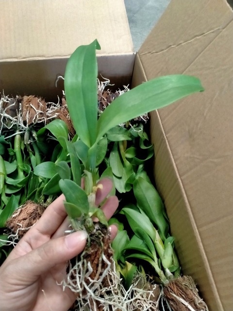 3 cánh hồng 3 cánh xanh cây giống
