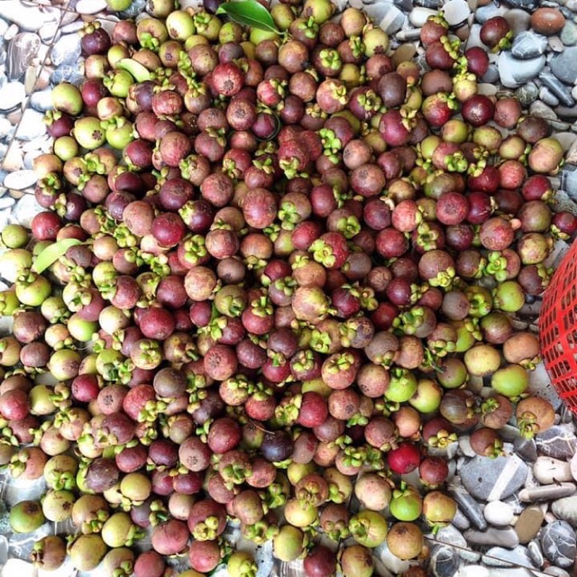 Sỉ 5kg Măng Cụt Long Khánh Đồng Nai