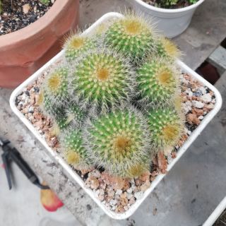 Xương Rồng Bóng Bụi Lớn 3 Màu, 1 đổi 1 (Xương Rồng Nhật Tân)