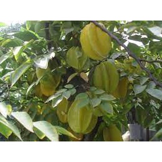 Cây giống khế ngọt ( cây ghép 4 tháng cho trái)