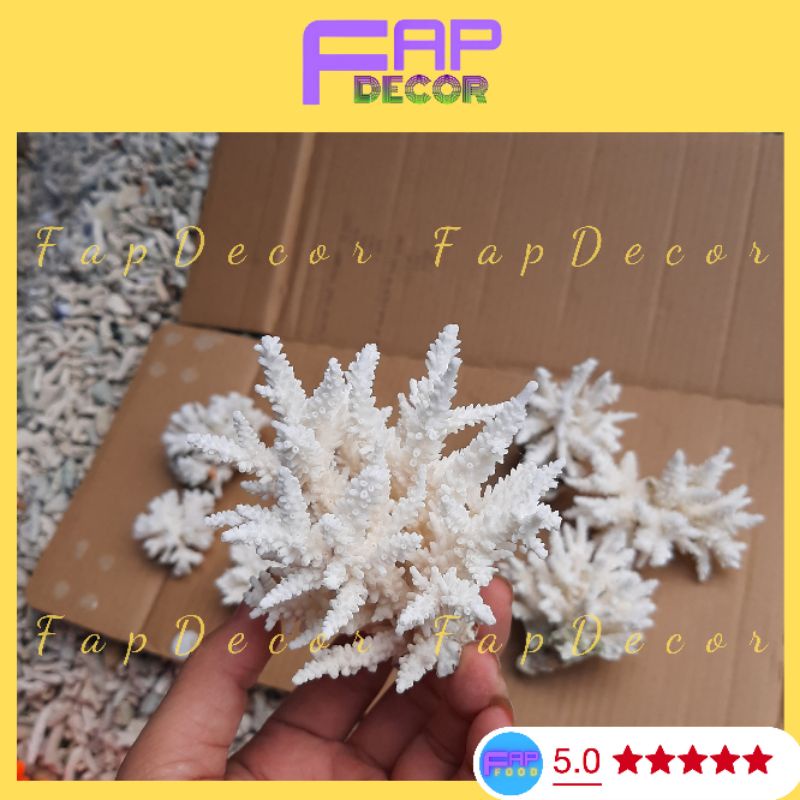 Bông Rạn Biển Mini Siêu Cute Hàng Đẹp Giá Rẻ, San Hô Mini Trang Trí Nhà Cửa Setup Thủy Sinh - FapFood