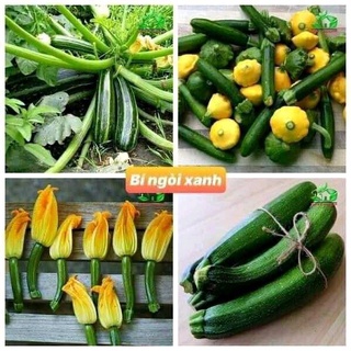 Hạt giống bí ngồi xanh f1
