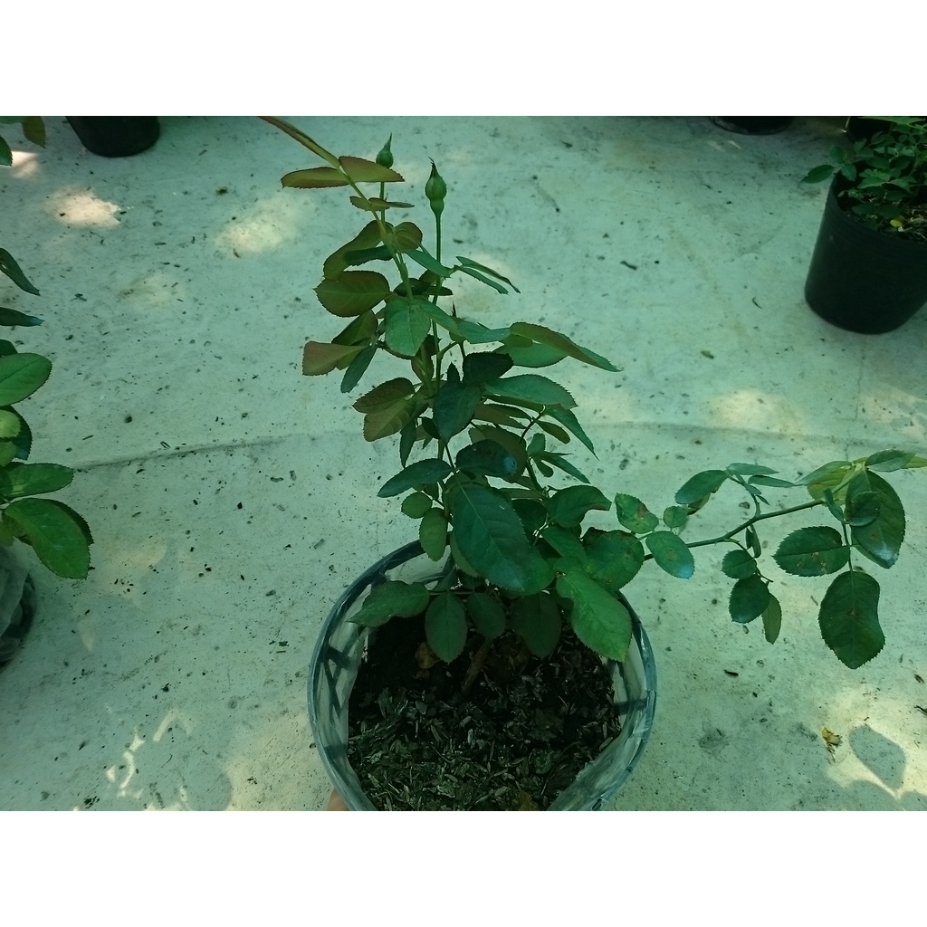 Cây Hoa Hồng Lửa - cây cảnh để bàn - caykiengsadec