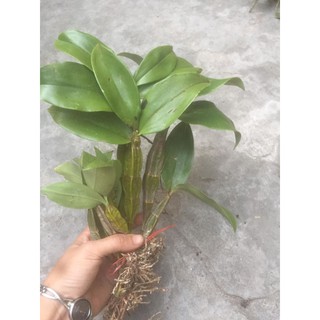 Combo lan rừng 5 loại 30k/bó