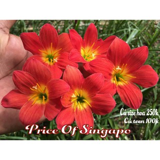 Huệ mưa (price of singapore)