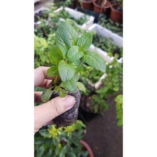 Sét 5 cây giống quế vị bầu xơ dừa - gửi cây như hình