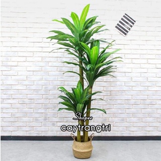 Cây Thiết Mộc Lan giả 1,65m , 3 thân trang trí nội thất