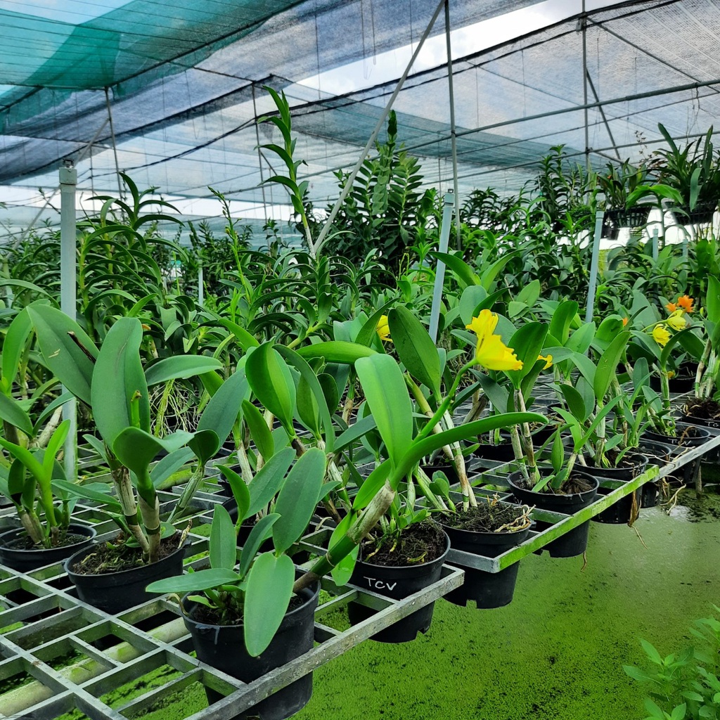Hoa Lan Cattleya Tú Cầu Vàng
