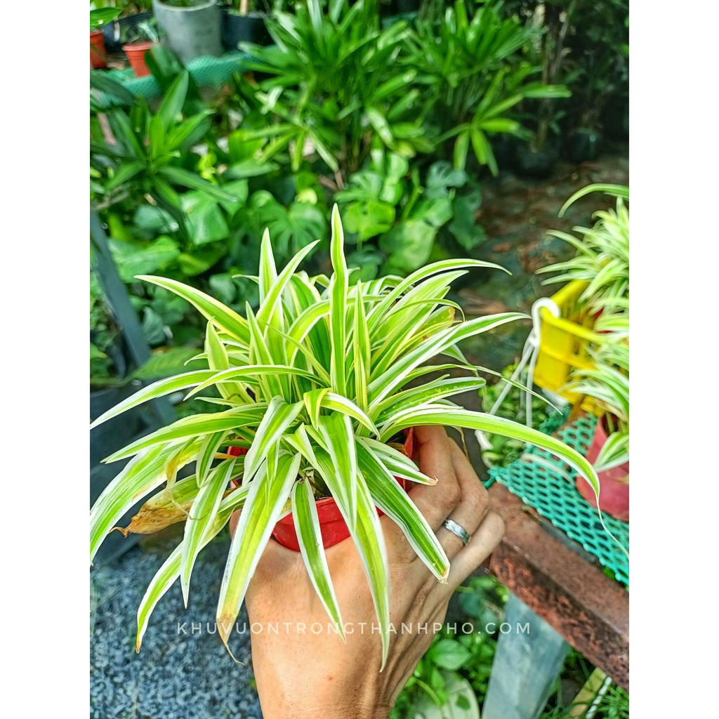 Cây cỏ lan chi giống mới (chỉ giao hỏa tốc HCM)