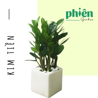 Cây Kim Tiền - Kim Phát Tài để bàn kèm Chậu gốm tráng men
