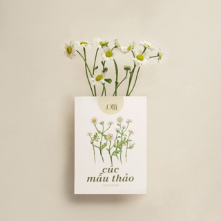 Hạt giống non-GMO - Hoa Cúc Mẫu Thảo | non-GMO seed Chamomile