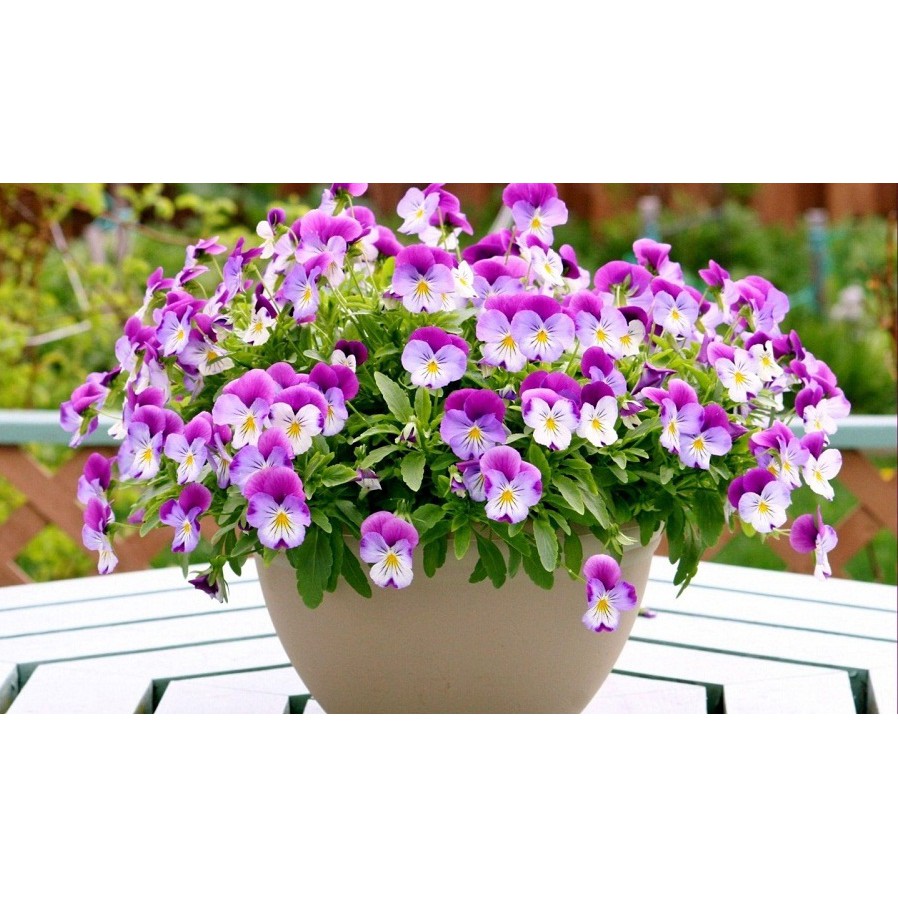 [GIÁ GỐC] HẠT GIỐNG HOA PANSY Nhiều màu - 100 hạt