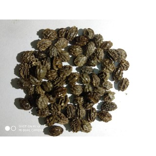 10 Hạt giống đu đủ lùn