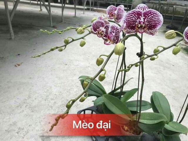 Lan hồ điệp đang ngồng giá rẻ