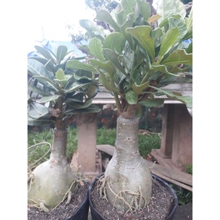 Sứ thái bầu to cho hoa kép