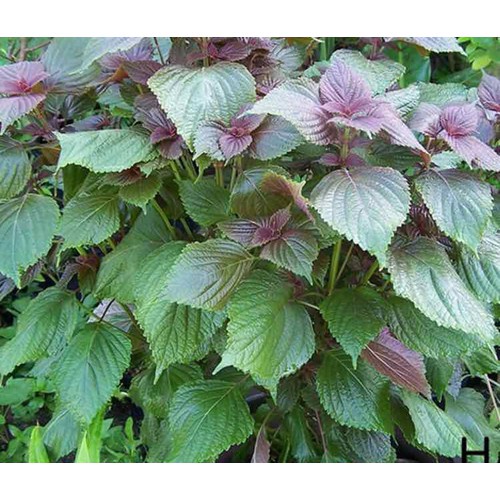 Phân bón Đầu Trâu MK 501 30-15-10 chuyên hoa lan cây cảnh 100gram