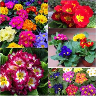 Gói 100 hạt giống hoa báo xuân nhiều màu