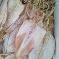 1kg Mực khô câu Vân Đồn, size 20-22con/1kg