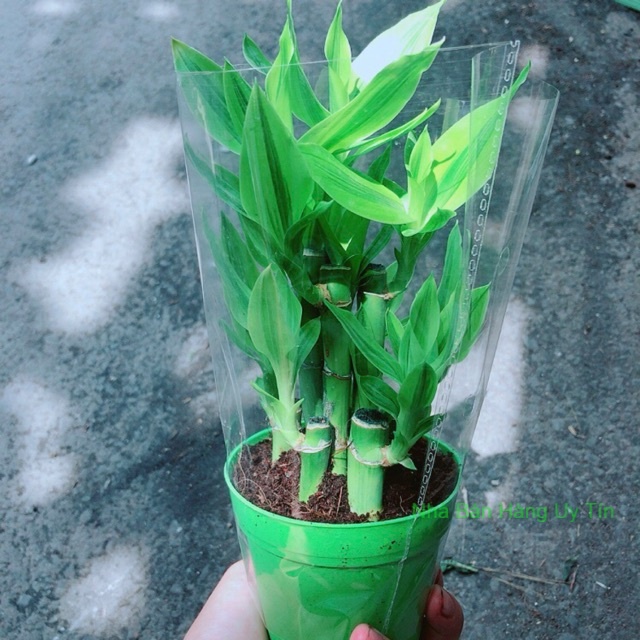 Chậu Trúc Phát Tài