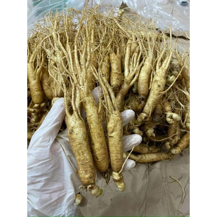 SÂM TƯƠI LOẠI 22-28 Củ /1kg_SÂM TƯƠI CHUẨN HÀN QUỐC