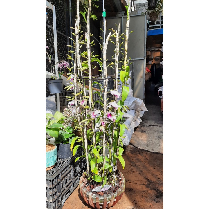 Phân Rynan tan chậm 150g NPK dùng cho phong lan từ nhỏ đến trưởng thành ra hoa, cung cấp dưỡng chất 120 ngày