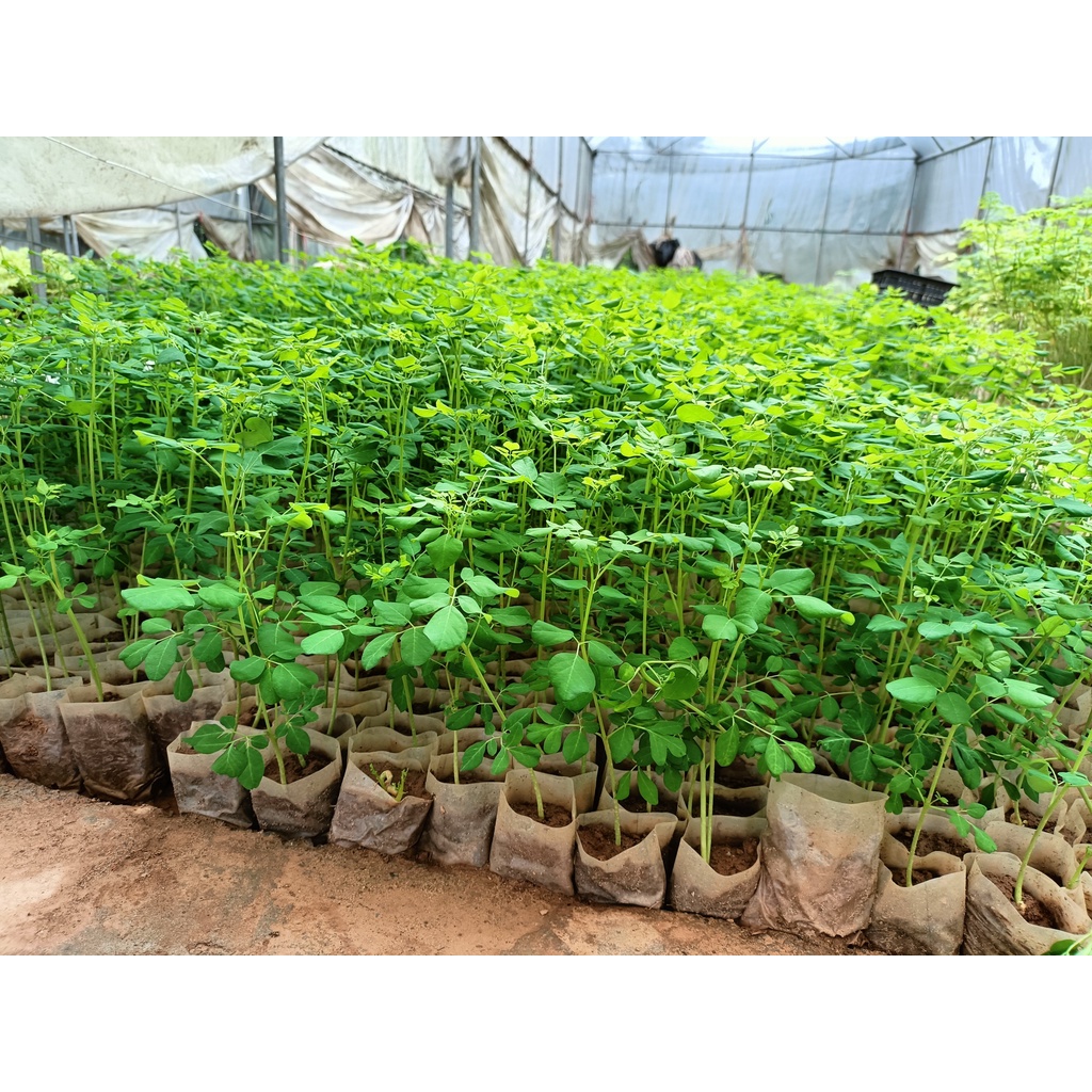 Combo 3 cây giống chùm ngây