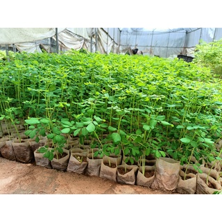 Combo 3 cây giống chùm ngây