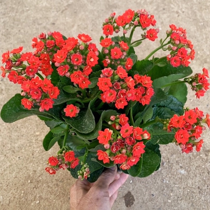 Cây hoa sống đời, hoa bỏng trồng bịch đen  sai hoa, sức sống bền, trồng để bàn, sân vườn