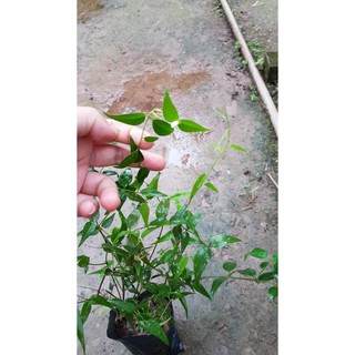 [ Xả - Cắt Lỗ ] 1 bầu 3 cây chè vằng sẻ chuẩn giống đang nụ