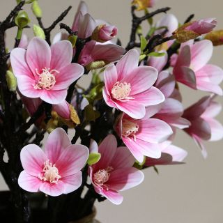 Hoa mộc lan cao cấp