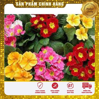 Hạt Giống Hoa Báo Xuân -50 hạt
