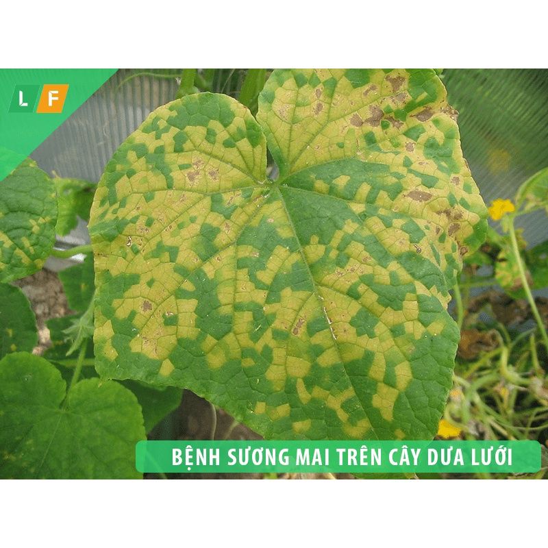 Chế phẩm xử lý nấm bệnh Amistatop. Trị vàng lá, đốm lá, thán thư, tẩy mã, đốm lá hoa hồng