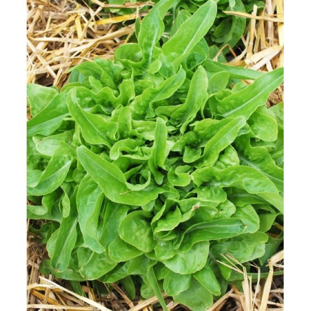 (Rau ngắn ngày) Hạt Giống Xà Lách oakleaf xanh giàu dinh dưỡng