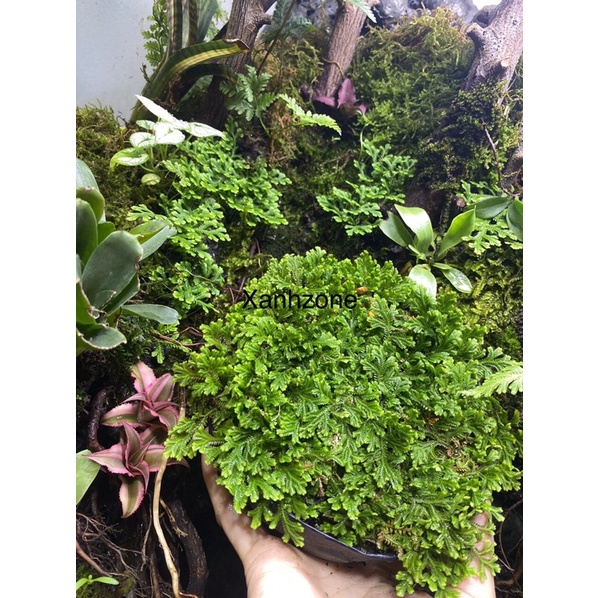 Rêu quyển bá, xanh đẹp trải nền bán cạn, terarium