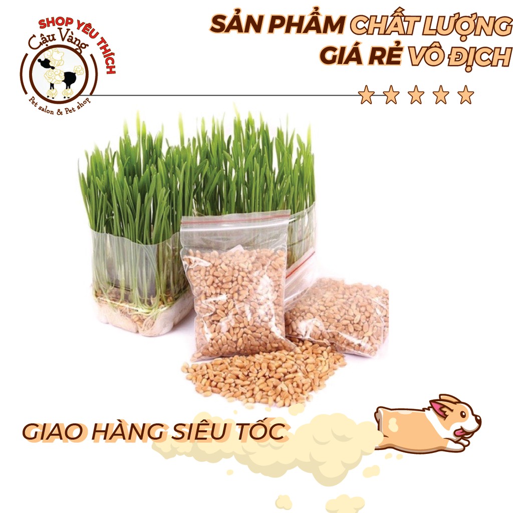 Hạt giống cỏ lúa mạch cho mèo  giá siêu rẻ