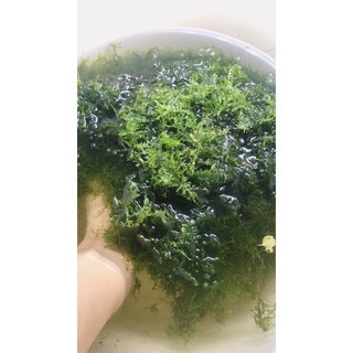 RÊU MINITAIWAN THUỶ SINH