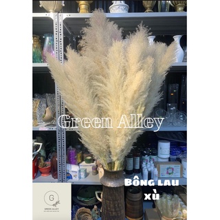 Cành lau khô xù trang trí nhà cửa - 1 cành