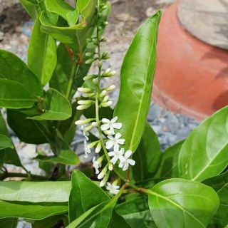 Cây lài thái cực thơm
