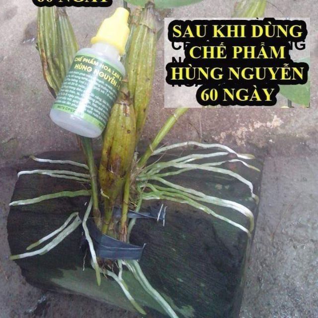 1 lọ Hùng Nguyễn siêu kích rễ, kích kie