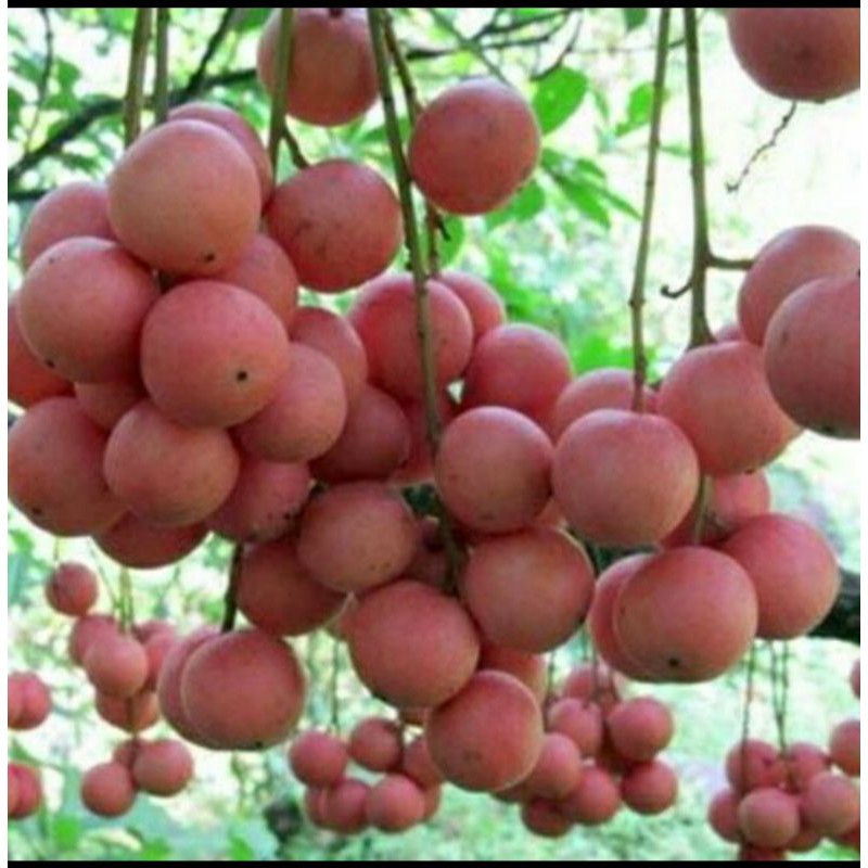 Cây dâu da đất