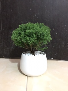Tùng bồng lai giống mới