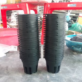50 chậu trồng lan thế hệ mới