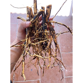 lá mát gan rừng (1kg gia truyền dân tộc)