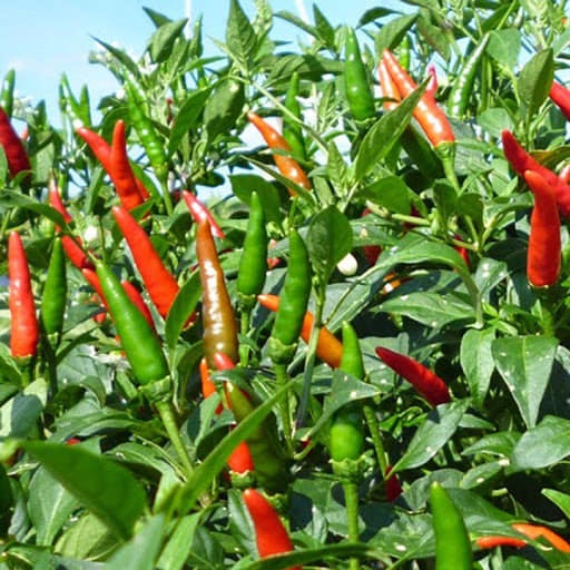 Cây Ớt Chỉ Thiên